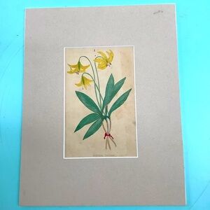 Early 19th Century Hand Painted Botanical Flowers